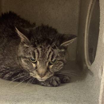 Sheba -  Domestic Medium Hair Cat for Adoption in Philadelphia, Pennsylvania - Sheba | PetCurious