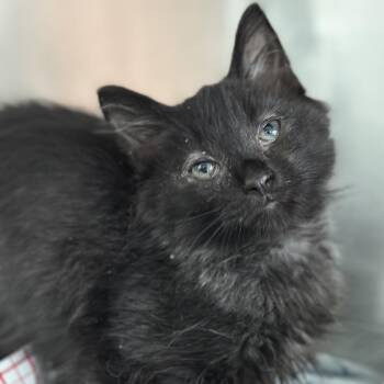 Barnacle -  Domestic Short Hair Cat for Adoption in Matteson, Illinois - Barnacle | PetCurious