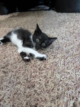 Minnie -  Domestic Short Hair Cat for Adoption in Oceanside, California - Minnie | PetCurious