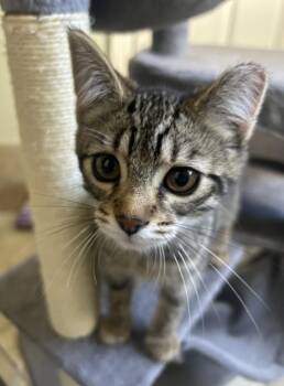 Arthur -  Domestic Short Hair Cat for Adoption in Troy, Michigan - Arthur | PetCurious