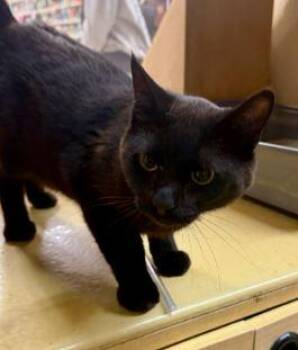 Domestic Short Hair Cats Available for Adoption in Georgina, Ontario - Smokey | PetCurious