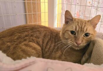 Rescue Domestic Short Hair Cats for Adoption in Vancouver, Washington - Troy | PetCurious