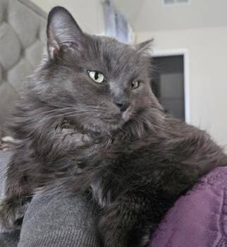 Moxie -  Domestic Long Hair Cat Available for Adoption in Atlanta, Georgia - Moxie | PetCurious