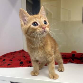 Domestic Short Hair Cats Available for Adoption in Beaumont, Texas - Daryl | PetCurious