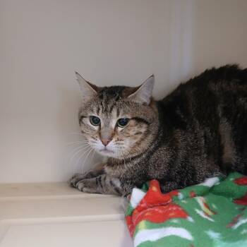 Billy -  American Shorthair Cat Available for Adoption in Cody, Wyoming - Billy | PetCurious