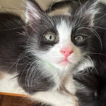 Icarus -  Domestic Short Hair Cat for Adoption in Spokane, Washington - Icarus | PetCurious