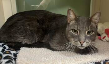 Rescue Domestic Short Hair Cats for Adoption in Prince Frederick, Maryland - Ansel | PetCurious