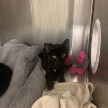 Binx -  Domestic Short Hair Cat for Adoption in West Palm Beach, Florida - Binx | PetCurious