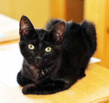 MARIA - MY ADOPTION FEE IS HALF PRICE IN JUNE -  Domestic Short Hair Cat for Adoption in San Clemente, California - MARIA - MY ADOPTION FEE IS HALF PRICE IN JUNE | PetCurious