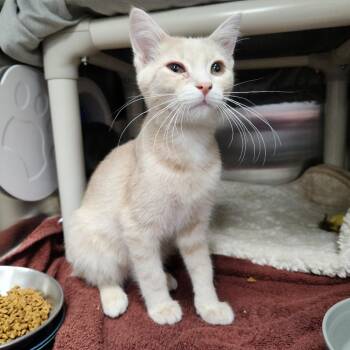 Armadillo -  Domestic Short Hair Cat for Adoption in Walker, Michigan - Armadillo | PetCurious