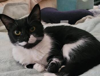 Rescue Domestic Short Hair Cats for Adoption in Duluth, Georgia - Pixie | PetCurious