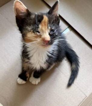 Holly -  Domestic Short Hair Cat for Adoption in Gastonia, North Carolina - Holly | PetCurious
