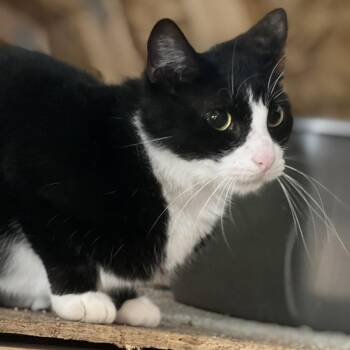 Rescue Domestic Short Hair Cats for Adoption in Atoka, Tennessee - Barry - Shy | PetCurious
