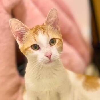 Domestic Short Hair Cats Available for Adoption in Vallejo, California - Clementine | PetCurious
