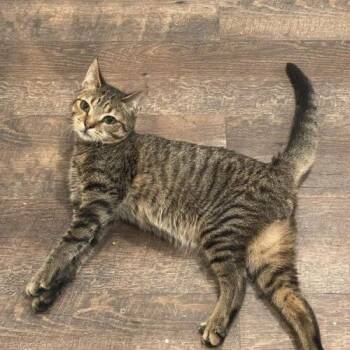 Ethan -  Domestic Short Hair Cat for Adoption in Tampa, Florida - Ethan | PetCurious
