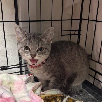 Hot Wing -  Domestic Short Hair Cat for Adoption in Normal, Illinois - Hot Wing | PetCurious