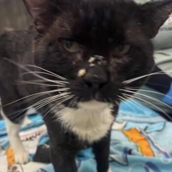 Ronald -  Domestic Short Hair Cat for Adoption in Merriam, Kansas - Ronald | PetCurious