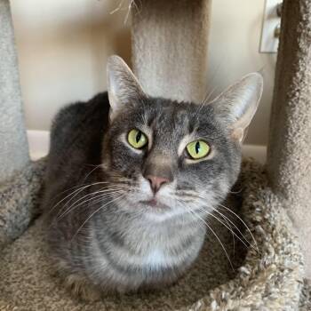 Rescue Domestic Short Hair Cats for Adoption in Buffalo, New York - Opal | PetCurious