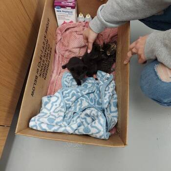 Rescue Domestic Short Hair Cats for Adoption in Hartsville, South Carolina - Teddy | PetCurious