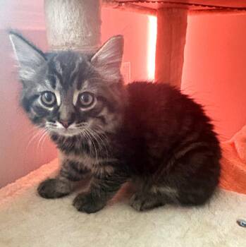 Maine Coon Cats Available for Adoption in Ypsilanti, Michigan - Peapod | PetCurious