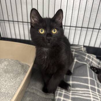 Domestic Short Hair Cats Available for Adoption in Chaska, Minnesota - Bitty | PetCurious