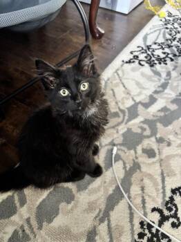 Teriyaki -  Domestic Medium Hair Cat for Adoption in Vancouver, Washington - Teriyaki | PetCurious