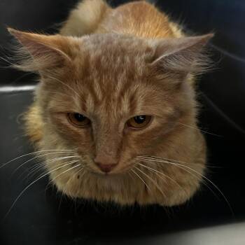 Jackal -  Domestic Medium Hair Cat for Adoption in Spruce Pine, North Carolina - Jackal | PetCurious