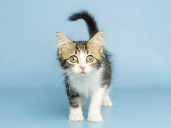 BUBBLES -  Domestic Long Hair Cat for Adoption in Phoenix, Arizona - BUBBLES | PetCurious