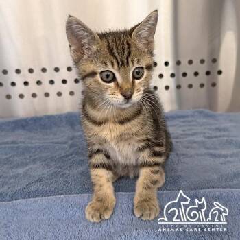 Domestic Short Hair Cats Available for Adoption in Irvine, California - ROOT | PetCurious