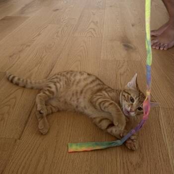 Gary -  Domestic Short Hair Cat for Adoption in Fort Lauderdale, Florida - Gary | PetCurious
