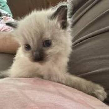 Lululemon -  Domestic Short Hair Cat for Adoption in Buffalo, Minnesota - Lululemon | PetCurious