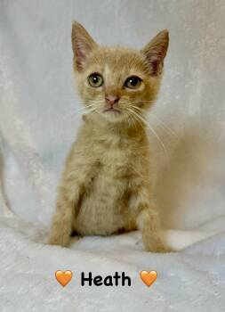 Heath -  Domestic Short Hair Cat for Adoption in Copley, Ohio - Heath | PetCurious