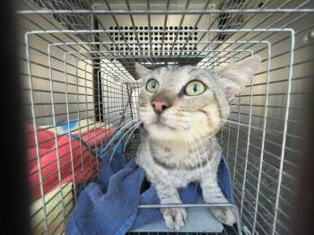 9TH 5 -  Domestic Medium Hair Cat for Adoption in Rancho Cucamonga, California - 9TH 5 | PetCurious