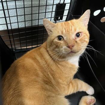 SVAS-Stray-38937 -  Domestic Short Hair Cat for Adoption in Lyndhurst, Virginia - SVAS-Stray-38937 | PetCurious
