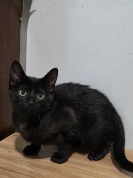 Rescue Domestic Short Hair Cats for Adoption in Lewisburg, Tennessee - Toothless | PetCurious