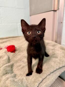 Provolone -  Domestic Short Hair Cat for Adoption in Cape Coral, Florida - Provolone | PetCurious