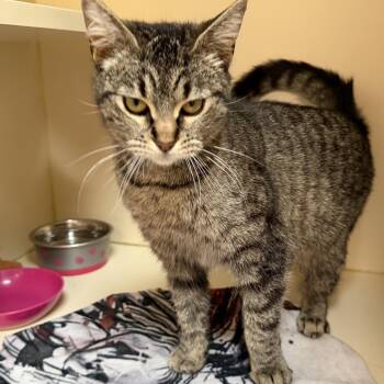 Domestic Short Hair Cats Available for Adoption in Elyria, Ohio - Adorno | PetCurious