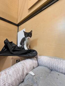 Spidey -  Domestic Short Hair Cat for Adoption in Rowlett, Texas - Spidey | PetCurious