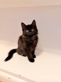 Tails (must be adopted with a sibling) in Foster Care -  Domestic Long Hair Cat Available for Adoption in Ellicott City, Maryland - Tails (must Be Adopted With A Sibling) In Foster Care | PetCurious
