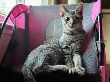 Tabby Boy -  Tabby and Domestic Short Hair Cat for Adoption in Walnut Creek, California - Tabby Boy | PetCurious