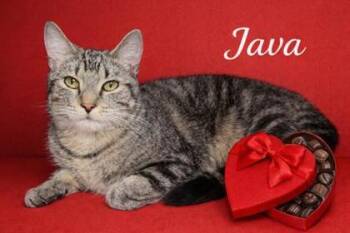 Domestic Short Hair Cats Available for Adoption - Java Bean | PetCurious