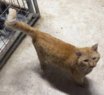 Domestic Short Hair Cats Available for Adoption in Elkins, West Virginia - Ferdinand  FIV + | PetCurious