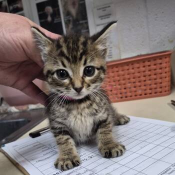 Rescue Domestic Medium Hair Cats for Adoption in Ardmore, Oklahoma - Nerds | PetCurious