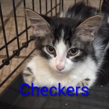 Checkers -  Domestic Long Hair Cat for Adoption in Marshall, Texas - Checkers | PetCurious