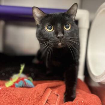 Binxy -  Domestic Short Hair Cat Available for Adoption in Marysville, Ohio - Binxy | PetCurious