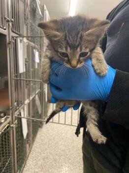Domestic Short Hair Cats Available for Adoption in Gastonia, North Carolina - Forest Green Band | PetCurious