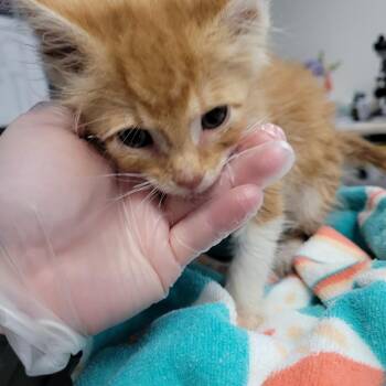 Lionel -  Domestic Short Hair Cat for Adoption in Newark, New Jersey - Lionel | PetCurious