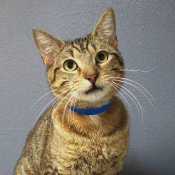 Johnson -  Domestic Short Hair Cat for Adoption in Lakeland, Florida - Johnson | PetCurious