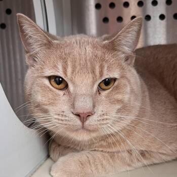 Raphael -  Domestic Short Hair Cat Available for Adoption in Washburn, Missouri - Raphael | PetCurious