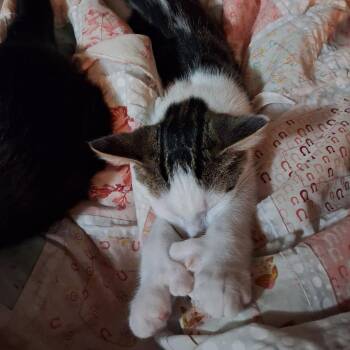 Finnick -  Domestic Short Hair Cat for Adoption in Bismarck, North Dakota - Finnick | PetCurious